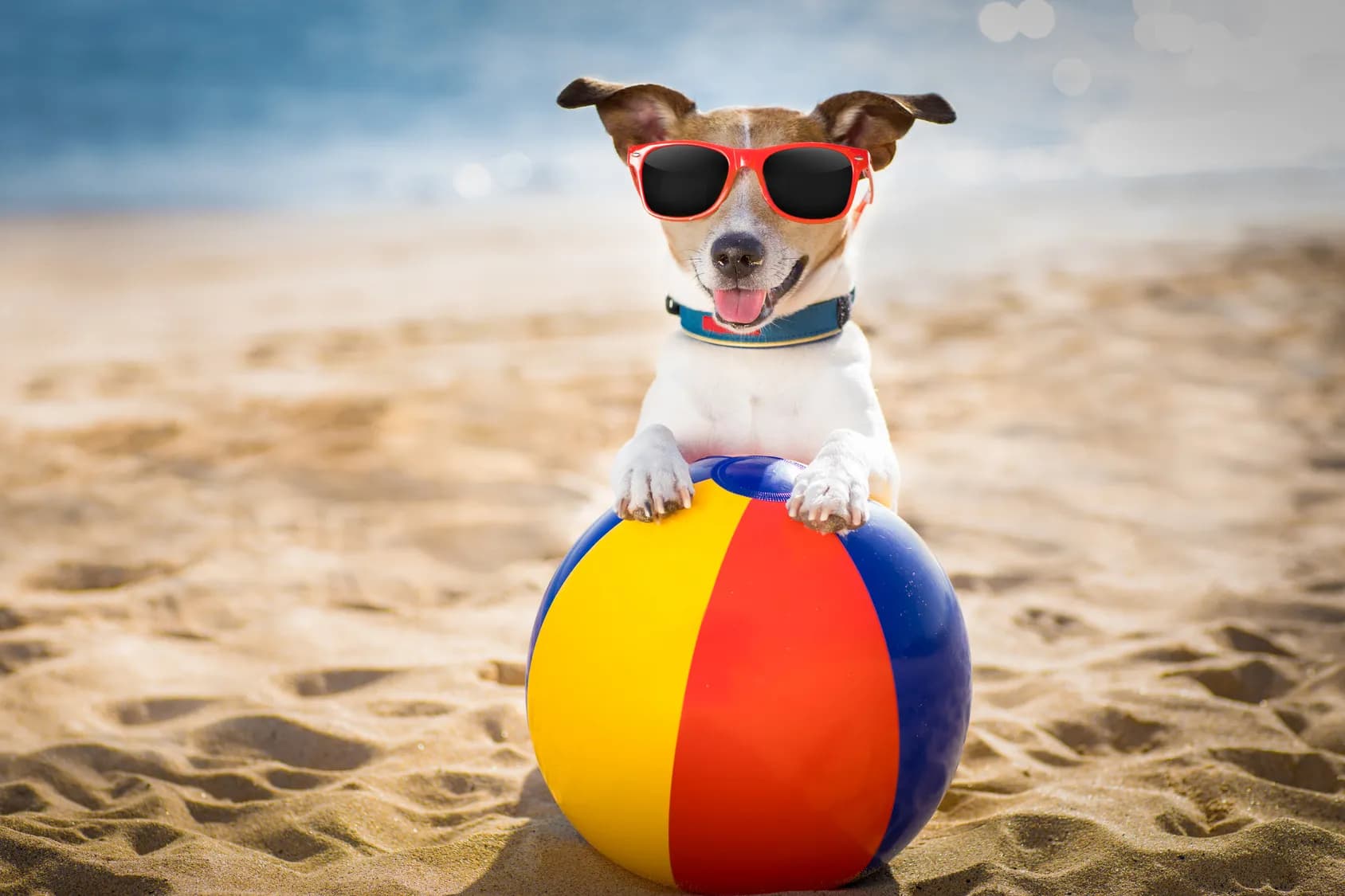Best Zooplus Offers for Multi-Pet Families This Summer
